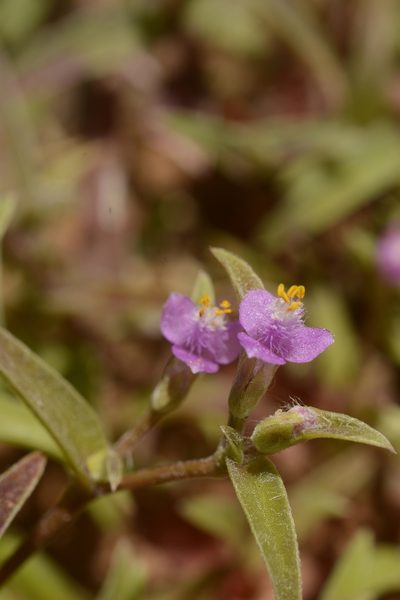 Cyanotis fasciculata, photographed by Siddarth Machado