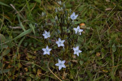 Lomatogonium carinthiacum, photographed by Нурхайдарова Татьяна