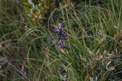 Swertia obtusa, photographed by Нурхайдарова Татьяна
