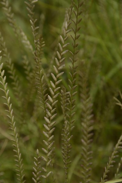 Eragrostiella bifaria, photographed by Siddarth Machado