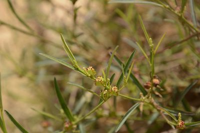 Microstachys chamaelea, photographed by Siddarth Machado
