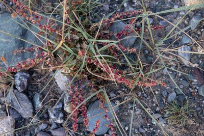 Blitum virgatum, photographed by Нурхайдарова Татьяна