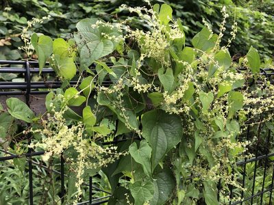Dioscorea tokoro, photographed by Yoshimasa Uchiyama