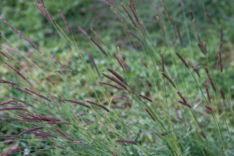 Hordeum brevisubulatum, photographed by Нурхайдарова Татьяна