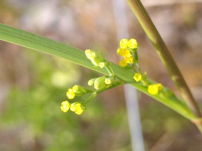 Bupleurum praealtum, photographed by Yves Bas