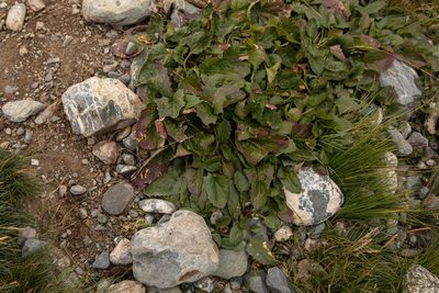 Blitum virgatum, photographed by Нурхайдарова Татьяна