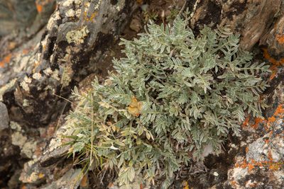 Oxytropis tragacanthoides, photographed by Нурхайдарова Татьяна