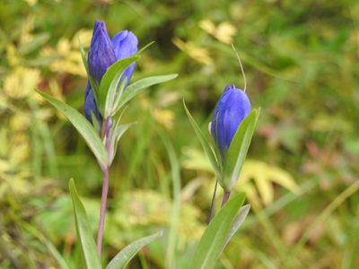 Gentiana triflora, photographed by Анна Васильченко