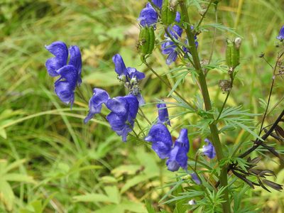 Aconitum baicalense