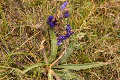 Gentiana decumbens, photographed by Нурхайдарова Татьяна