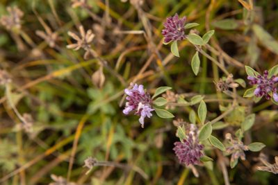 Ziziphora clinopodioides, photographed by Нурхайдарова Татьяна