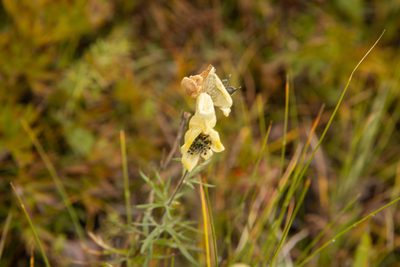 Aconitum anthora, photographed by Нурхайдарова Татьяна