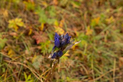 Gentiana decumbens, photographed by Нурхайдарова Татьяна