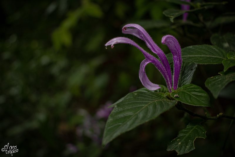 Poikilacanthus macranthus, photographed by Daniel Pineda Vera