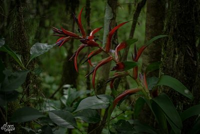 Tillandsia leiboldiana, photographed by Daniel Pineda Vera