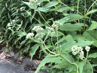 Eupatorium makinoi, photographed by Yoshimasa Uchiyama