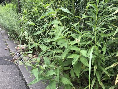 Eupatorium makinoi, photographed by Yoshimasa Uchiyama
