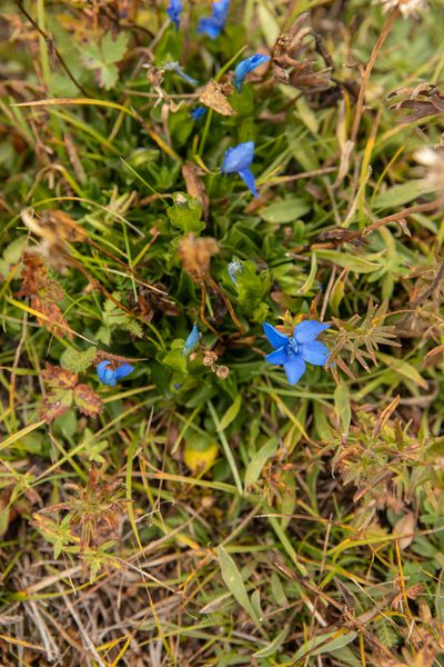 Gentiana uniflora, photographed by Нурхайдарова Татьяна