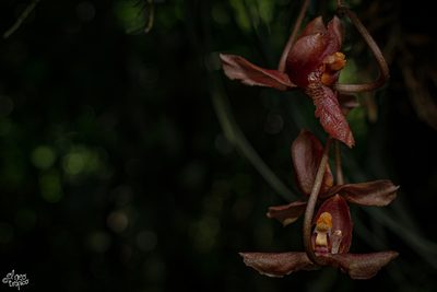 Gongora galeata, photographed by Daniel Pineda Vera