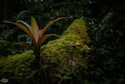 Aechmea mexicana, photographed by Daniel Pineda Vera