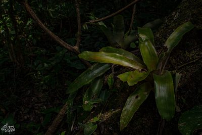 Aechmea mexicana, photographed by Daniel Pineda Vera