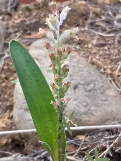 Lachenalia judithiae, photographed by kevin koen
