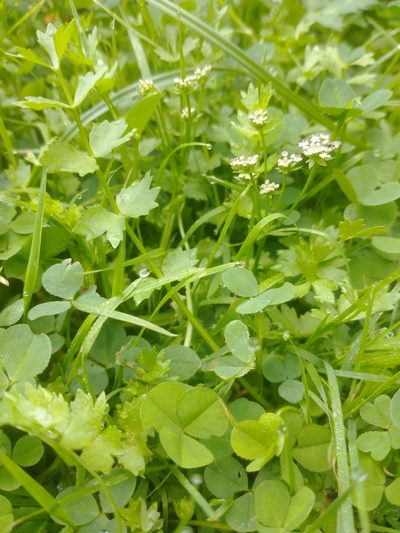 Helosciadium repens, photographed by Wouter Van Landuyt