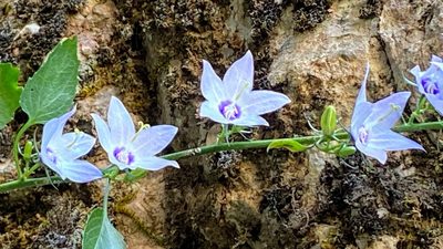Campanula versicolor, photographed by Sokratis