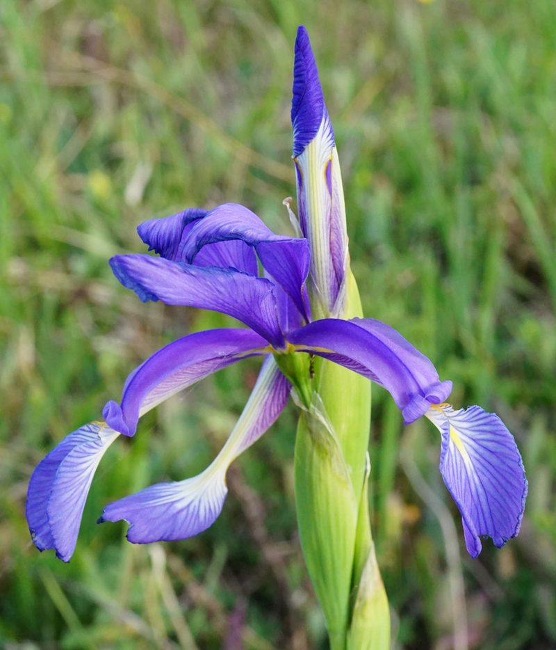 Iris spuria, photographed by Patrick Hacker