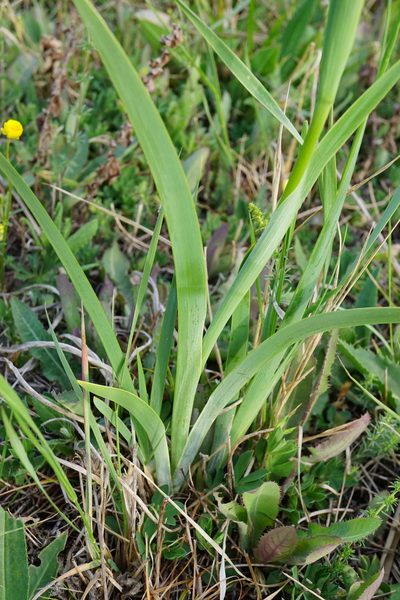 Iris spuria, photographed by Patrick Hacker