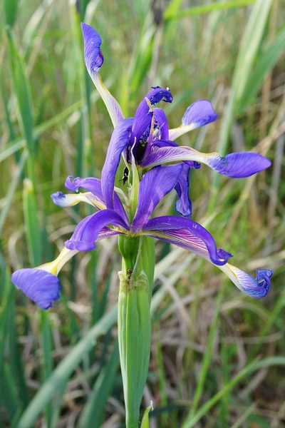 Iris spuria, photographed by Patrick Hacker