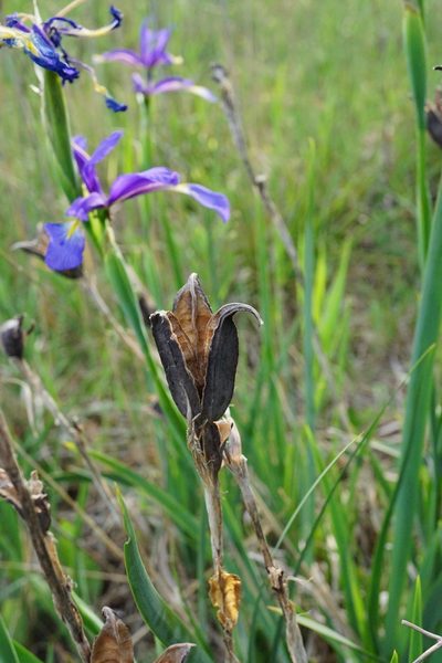 Iris spuria, photographed by Patrick Hacker