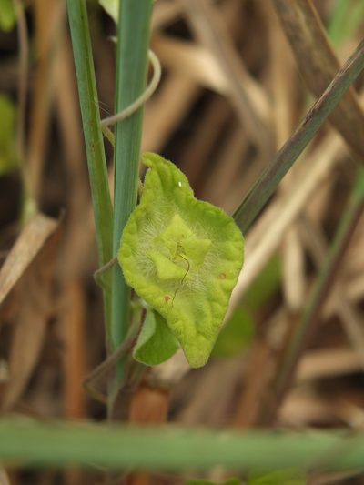 Ipomoea pileata, photographed by Siddarth Machado