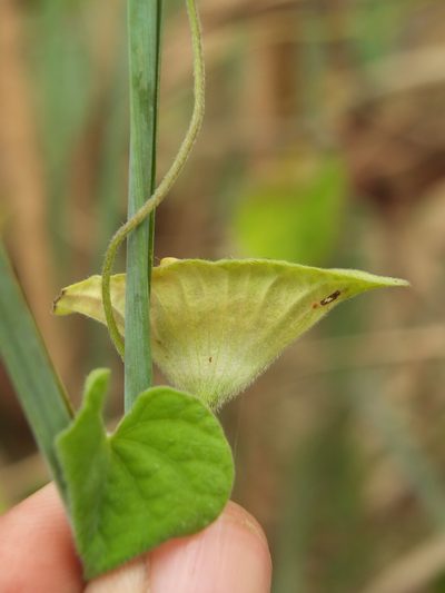 Ipomoea pileata, photographed by Siddarth Machado