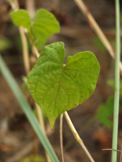 Ipomoea pileata, photographed by Siddarth Machado