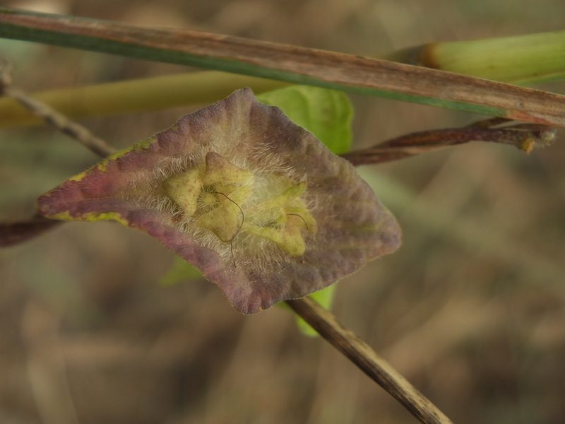 Ipomoea pileata, photographed by Siddarth Machado