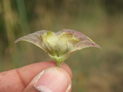 Ipomoea pileata, photographed by Siddarth Machado
