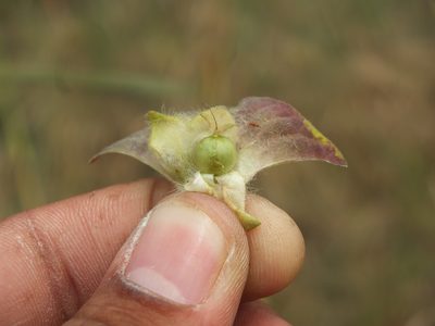 Ipomoea pileata, photographed by Siddarth Machado