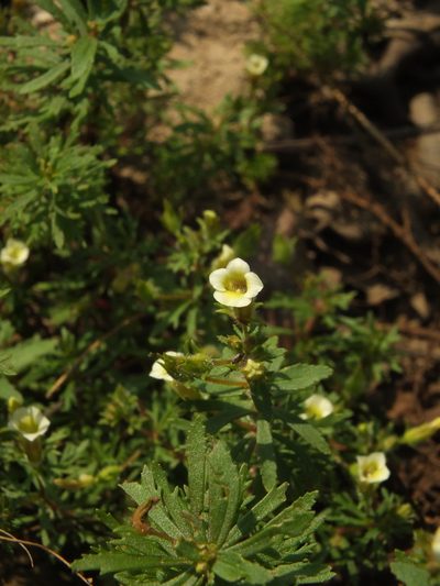 Limnophila indica, photographed by Siddarth Machado