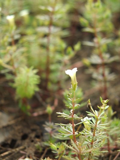 Limnophila indica, photographed by Siddarth Machado