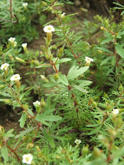 Limnophila indica, photographed by Siddarth Machado