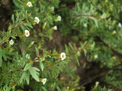 Limnophila indica, photographed by Siddarth Machado