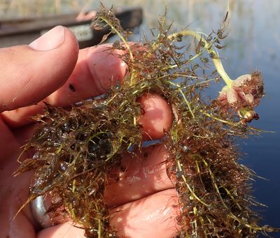Utricularia stellaris, photographed by Robert Taylor