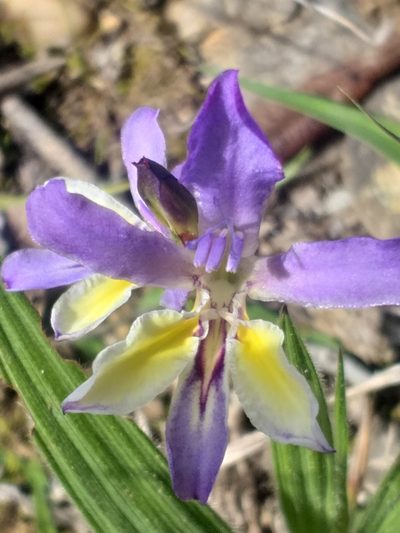 Babiana fourcadei, photographed by kevin koen