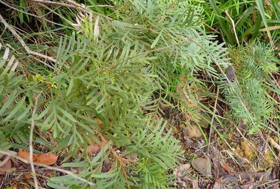 Lomatia tinctoria, photographed by corunastylis