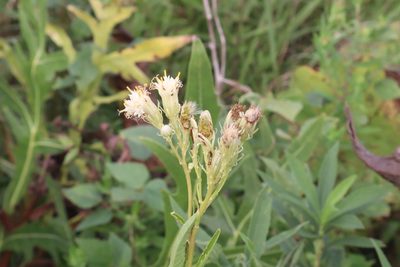 Hasteola suaveolens, photographed by Jacob Friend