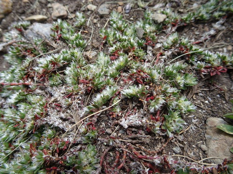 Paronychia polygonifolia, photographed by Thomas Koffel
