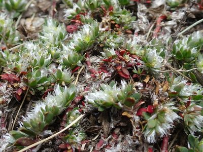 Paronychia polygonifolia, photographed by Thomas Koffel