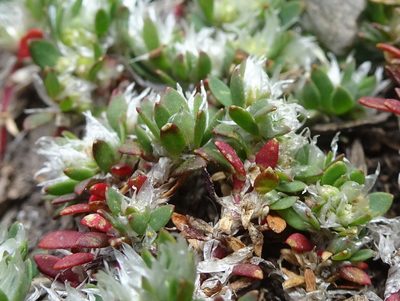 Paronychia polygonifolia, photographed by Thomas Koffel