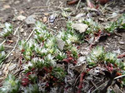 Paronychia polygonifolia, photographed by Thomas Koffel